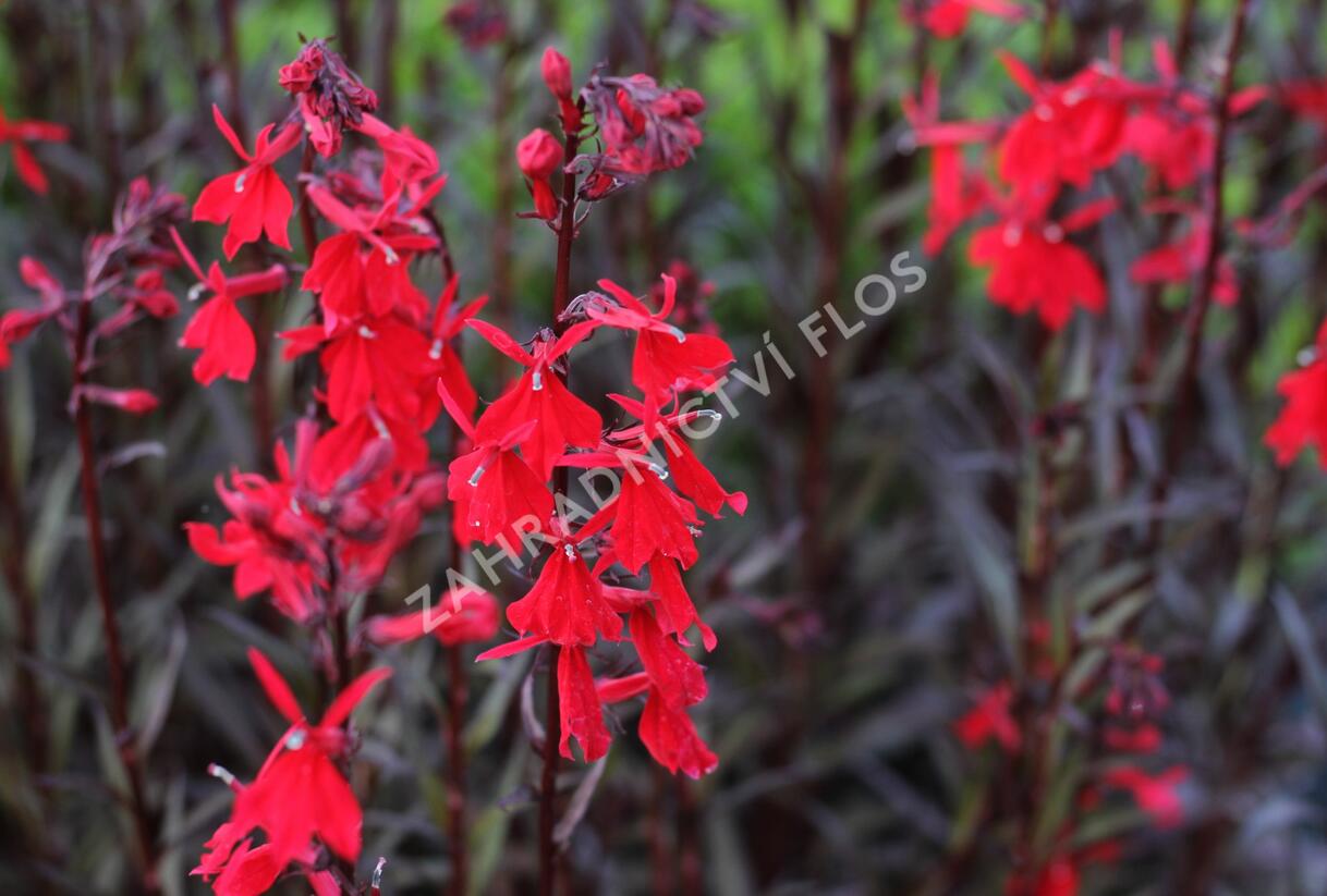 Lobelka 'Queen Victoria' - Lobelia fulgens 'Queen Victoria'