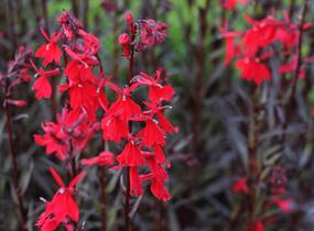 Lobelka 'Queen Victoria' - Lobelia fulgens 'Queen Victoria'