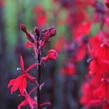 Lobelka 'Queen Victoria' - Lobelia fulgens 'Queen Victoria'