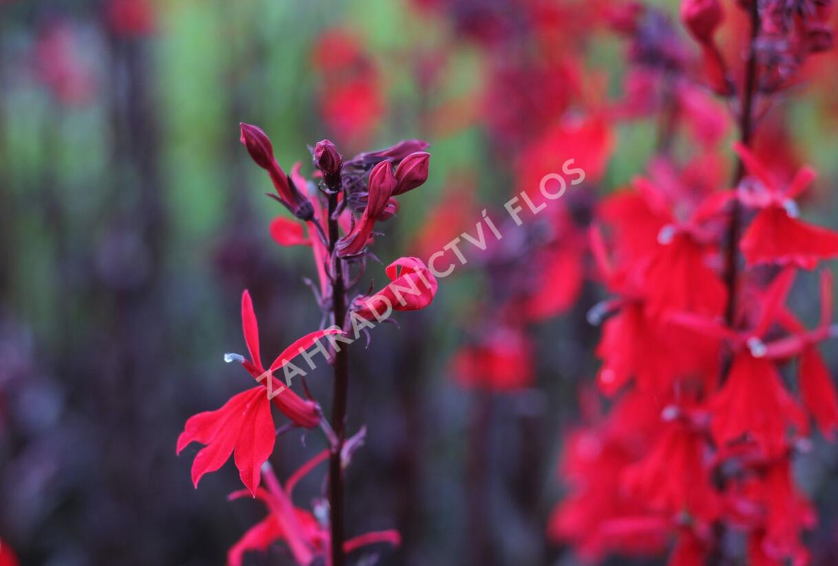 Lobelka 'Queen Victoria' - Lobelia fulgens 'Queen Victoria'