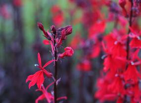 Lobelka 'Queen Victoria' - Lobelia fulgens 'Queen Victoria'