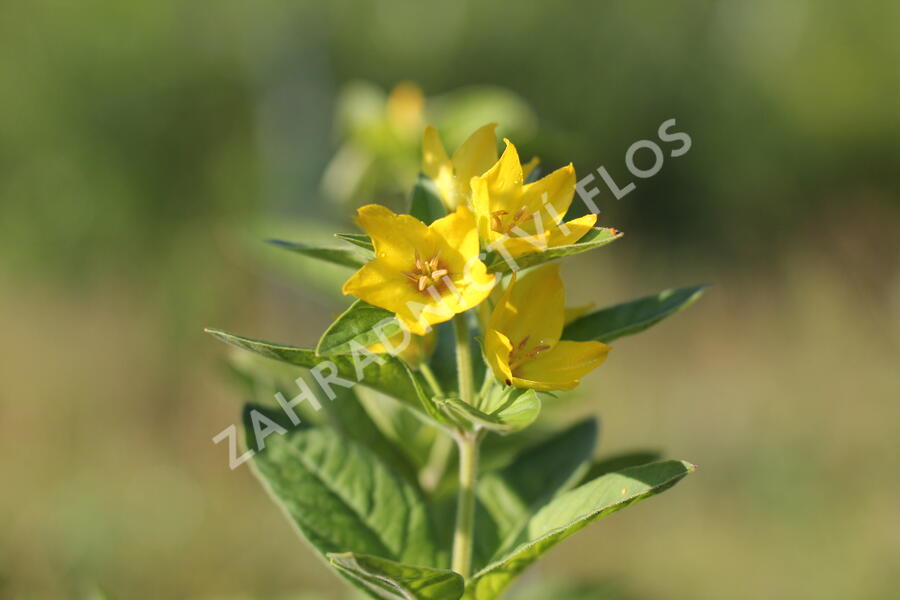 Vrbina tečkovaná 'Hometown Hero' - Lysimachia punctata 'Hometown Hero'