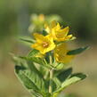 Vrbina tečkovaná 'Hometown Hero' - Lysimachia punctata 'Hometown Hero'