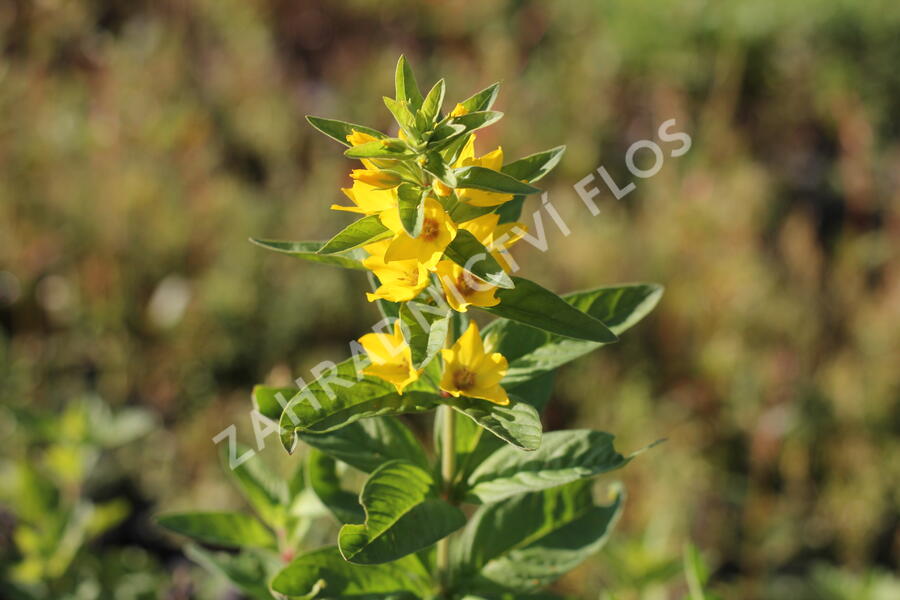 Vrbina tečkovaná 'Hometown Hero' - Lysimachia punctata 'Hometown Hero'