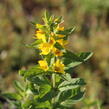 Vrbina tečkovaná 'Hometown Hero' - Lysimachia punctata 'Hometown Hero'