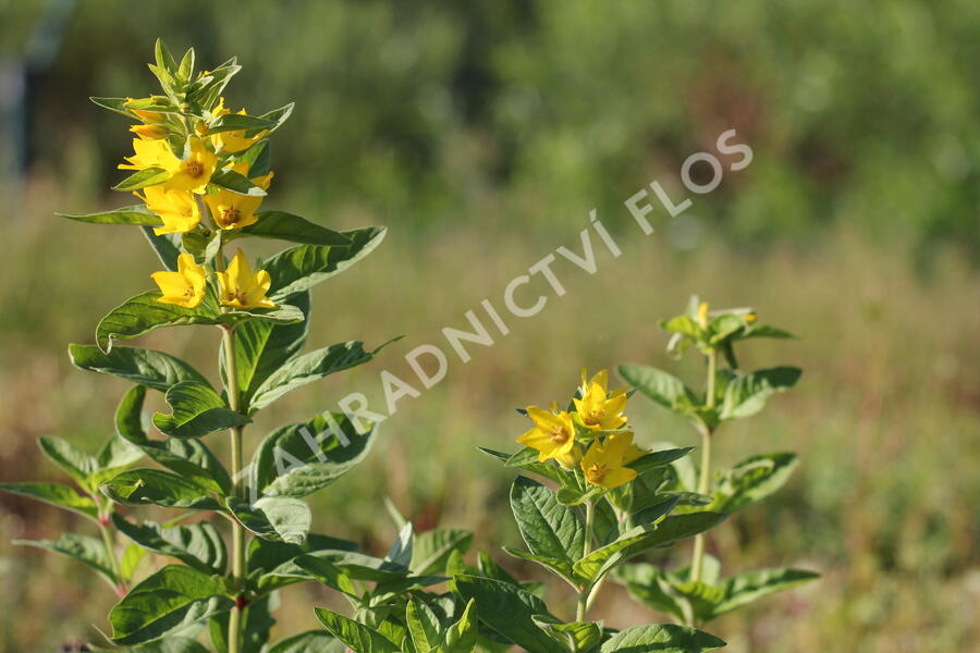 Vrbina tečkovaná 'Hometown Hero' - Lysimachia punctata 'Hometown Hero'
