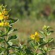 Vrbina tečkovaná 'Hometown Hero' - Lysimachia punctata 'Hometown Hero'