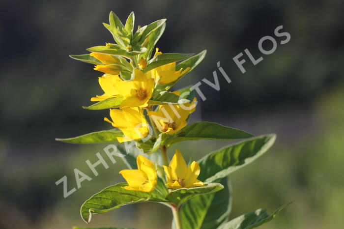 Vrbina tečkovaná 'Hometown Hero' - Lysimachia punctata 'Hometown Hero'