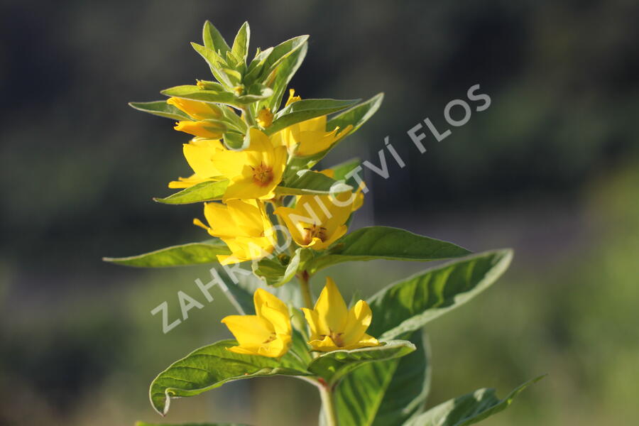 Vrbina tečkovaná 'Hometown Hero' - Lysimachia punctata 'Hometown Hero'