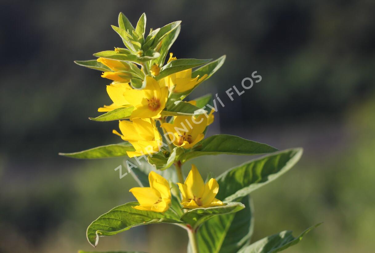 Vrbina tečkovaná 'Hometown Hero' - Lysimachia punctata 'Hometown Hero'