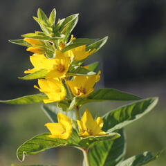 Vrbina tečkovaná 'Hometown Hero' - Lysimachia punctata 'Hometown Hero'