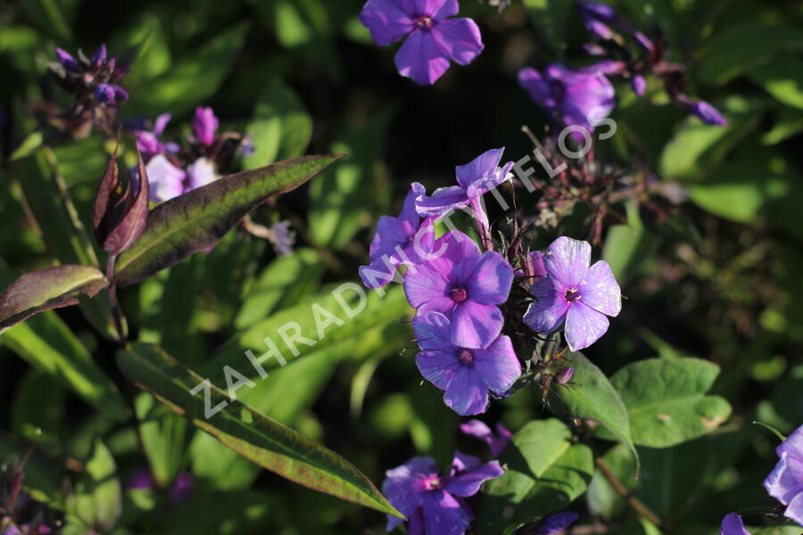 Plamenka latnatá 'Blue Paradise' - Phlox paniculata 'Blue Paradise'