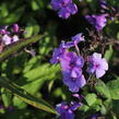 Plamenka latnatá 'Blue Paradise' - Phlox paniculata 'Blue Paradise'