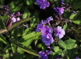 Plamenka latnatá 'Blue Paradise' - Phlox paniculata 'Blue Paradise'