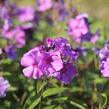 Plamenka latnatá 'Blue Paradise' - Phlox paniculata 'Blue Paradise'