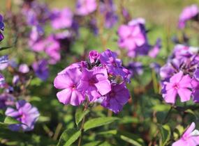 Plamenka latnatá 'Blue Paradise' - Phlox paniculata 'Blue Paradise'
