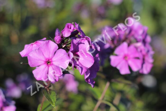 Plamenka latnatá 'Blue Paradise' - Phlox paniculata 'Blue Paradise'
