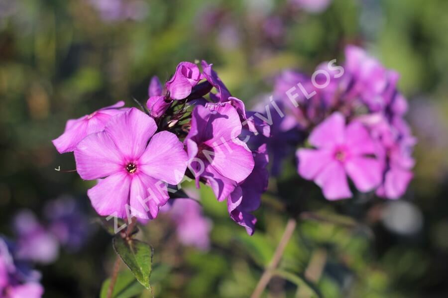 Plamenka latnatá 'Blue Paradise' - Phlox paniculata 'Blue Paradise'