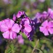 Plamenka latnatá 'Blue Paradise' - Phlox paniculata 'Blue Paradise'