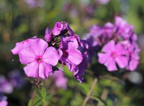 Plamenka latnatá 'Blue Paradise' - Phlox paniculata 'Blue Paradise'