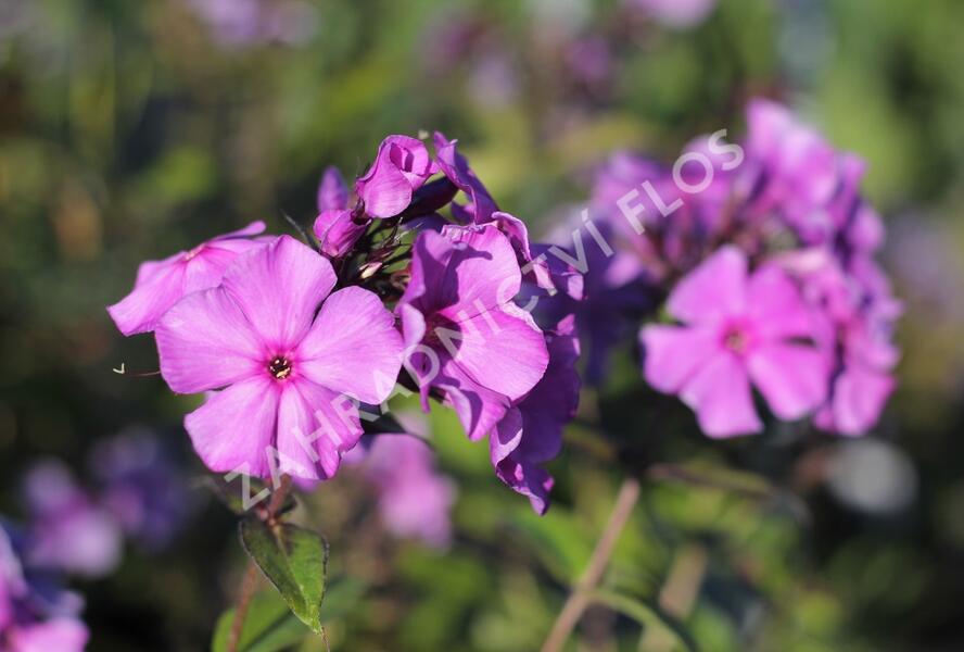 Plamenka latnatá 'Blue Paradise' - Phlox paniculata 'Blue Paradise'