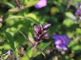 Plamenka latnatá 'Blue Paradise' - Phlox paniculata 'Blue Paradise'