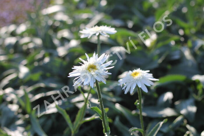 Kopretina velkokvětá 'Wirral Supreme' - Leucanthemum x superbum 'Wirral Supreme'