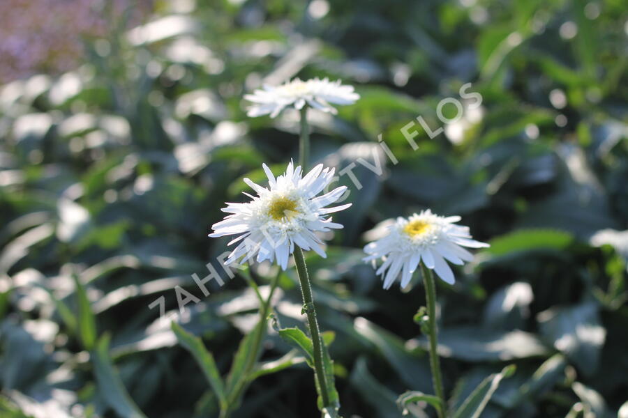 Kopretina velkokvětá 'Wirral Supreme' - Leucanthemum x superbum 'Wirral Supreme'