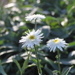 Kopretina velkokvětá 'Wirral Supreme' - Leucanthemum x superbum 'Wirral Supreme'