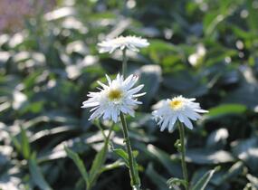 Kopretina velkokvětá 'Wirral Supreme' - Leucanthemum x superbum 'Wirral Supreme'