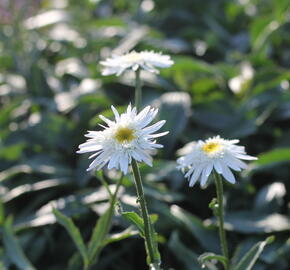 Kopretina velkokvětá 'Wirral Supreme' - Leucanthemum x superbum 'Wirral Supreme'