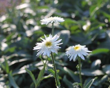 Kopretina velkokvětá 'Wirral Supreme'