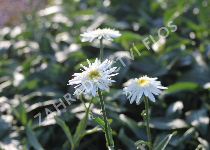Kopretina velkokvětá 'Wirral Supreme' - Leucanthemum x superbum 'Wirral Supreme'