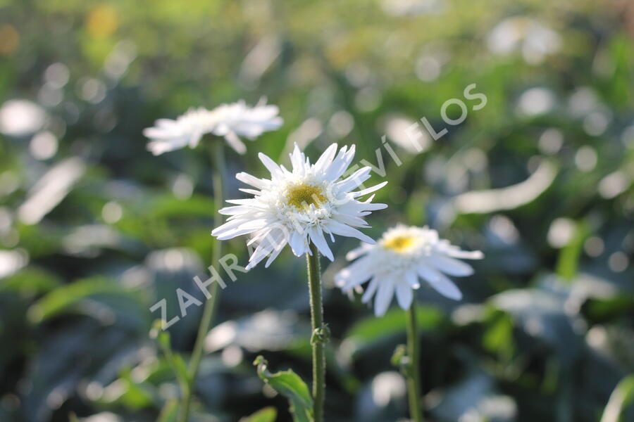 Kopretina velkokvětá 'Wirral Supreme' - Leucanthemum x superbum 'Wirral Supreme'