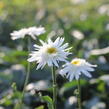 Kopretina velkokvětá 'Wirral Supreme' - Leucanthemum x superbum 'Wirral Supreme'