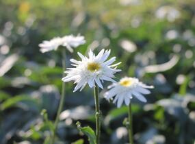 Kopretina velkokvětá 'Wirral Supreme' - Leucanthemum x superbum 'Wirral Supreme'
