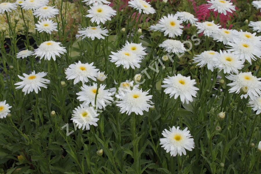 Kopretina velkokvětá 'Wirral Supreme' - Leucanthemum x superbum 'Wirral Supreme'