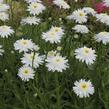 Kopretina velkokvětá 'Wirral Supreme' - Leucanthemum x superbum 'Wirral Supreme'