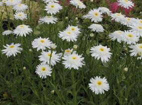 Kopretina velkokvětá 'Wirral Supreme' - Leucanthemum x superbum 'Wirral Supreme'