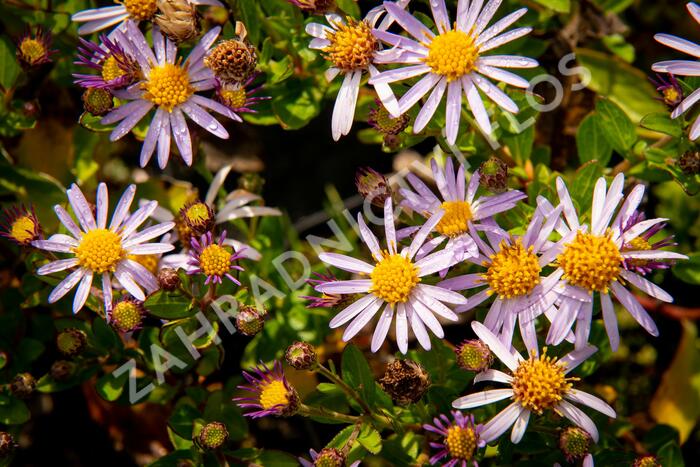 Hvězdnice 'Asmoe' - Aster ageratoides 'Asmoe'