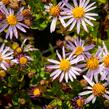 Hvězdnice 'Asmoe' - Aster ageratoides 'Asmoe'