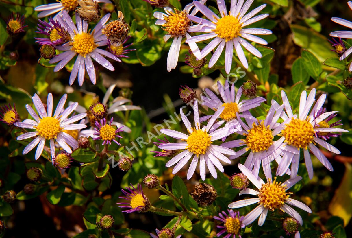 Hvězdnice křovitá 'Asmoe' - Aster ageratoides 'Asmoe'
