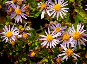 Hvězdnice křovitá 'Asmoe' - Aster ageratoides 'Asmoe'
