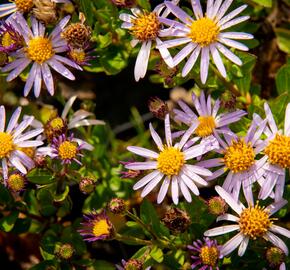 Hvězdnice 'Asmoe' - Aster ageratoides 'Asmoe'