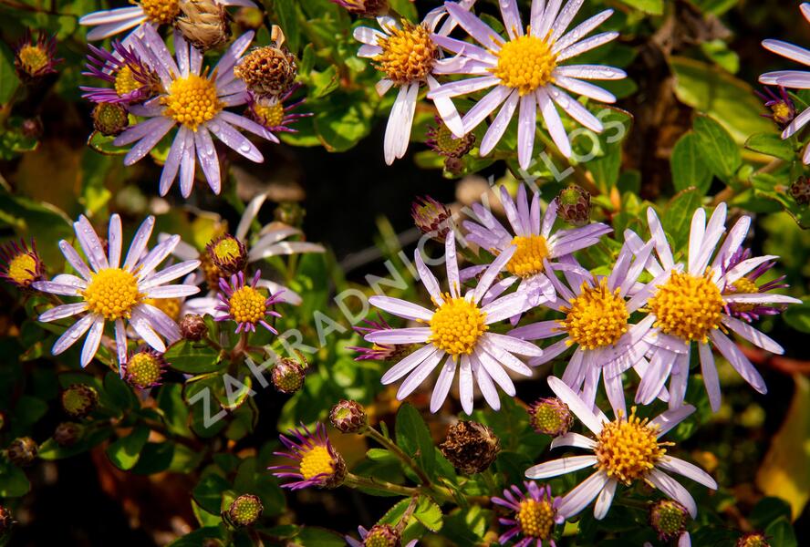 Hvězdnice křovitá 'Asmoe' - Aster ageratoides 'Asmoe'