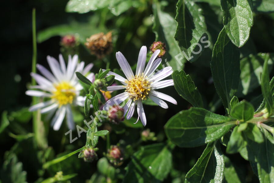 Hvězdnice 'Asmoe' - Aster ageratoides 'Asmoe'