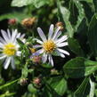 Hvězdnice 'Asmoe' - Aster ageratoides 'Asmoe'