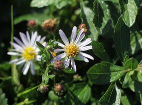 Hvězdnice křovitá 'Asmoe' - Aster ageratoides 'Asmoe'