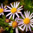 Hvězdnice 'Asmoe' - Aster ageratoides 'Asmoe'