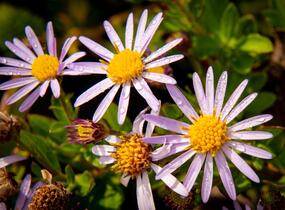 Hvězdnice křovitá 'Asmoe' - Aster ageratoides 'Asmoe'
